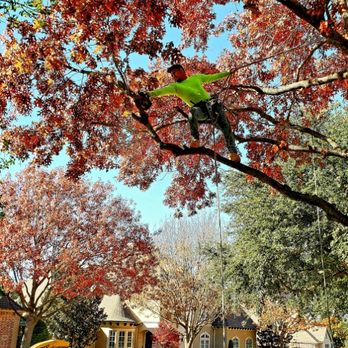 Albert's Tree Service - Tree removal - Tree Services Near Me - Richardson, Texas