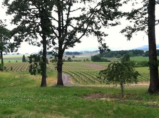 Johan Vineyards by null