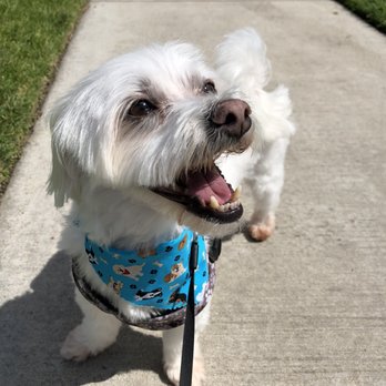 Lovely Pet Grooming - Rocky - Pet Groomers Near Me - La Palma, California Lovely Pet Grooming - Rocky - Pet Groomers Near Me - La Palma, California
