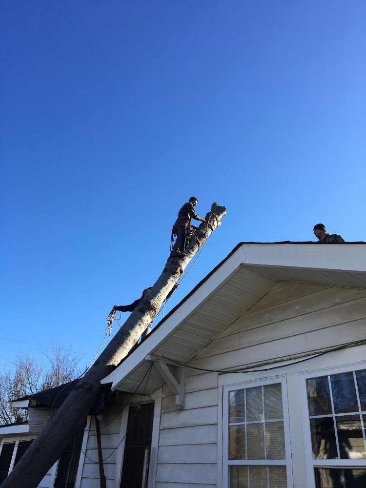 Sadler's Tree Service - tree service in Birmingham, AL