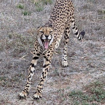 Monarto Safari Park - The cheetahs were so close while we were on the bus, as if they knew to perform for us! - Zoos Near Me - Monarto, SA