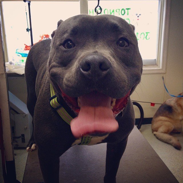 TOP NOTCH GROOMING SERVICE Updated May 2024 44215 Airport View Dr