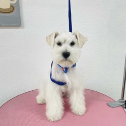 Aroma Pets Grooming - This sweet little baby's first grooming
Doesn't he look so handsome?