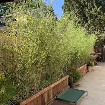 Davis Bamboo Nursery - Crazy tall and beautiful ! - Nurseries & Gardening Near Me