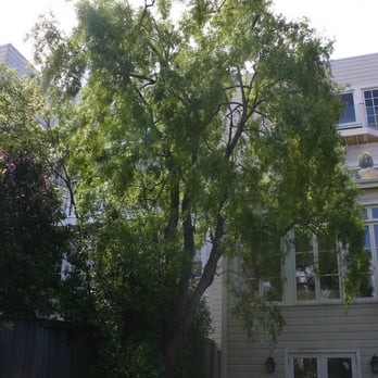 Cabrera Tree Care - Take a look - we wanted the tree 'thinned' and it doesnt get much better than this! Carlos rocks! - Tree Services Near Me Cabrera Tree Care - Take a look - we wanted the tree 'thinned' and it doesnt get much better than this! Carlos rocks! - Tree Services Near Me
