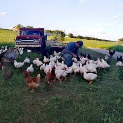 Misty Morning Farm - Happy chickens on the farm