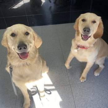 The Pet Set - Happy brothers! - Pet Sitting Near Me - Long Beach, California