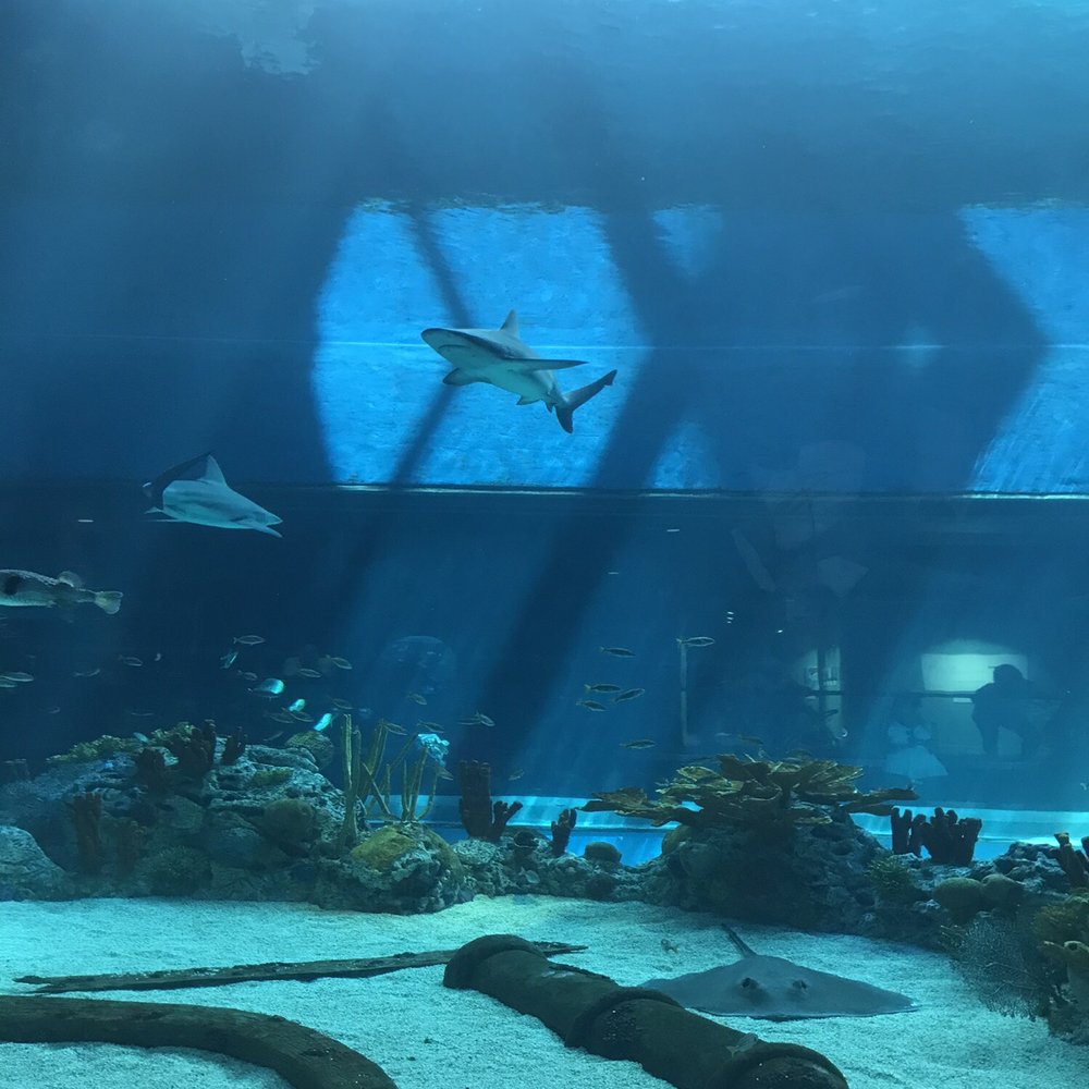Texas State Aquarium - Shark - Aquariums Near Me - Corpus Christi, Texas Texas State Aquarium - Shark - Aquariums Near Me - Corpus Christi, Texas
