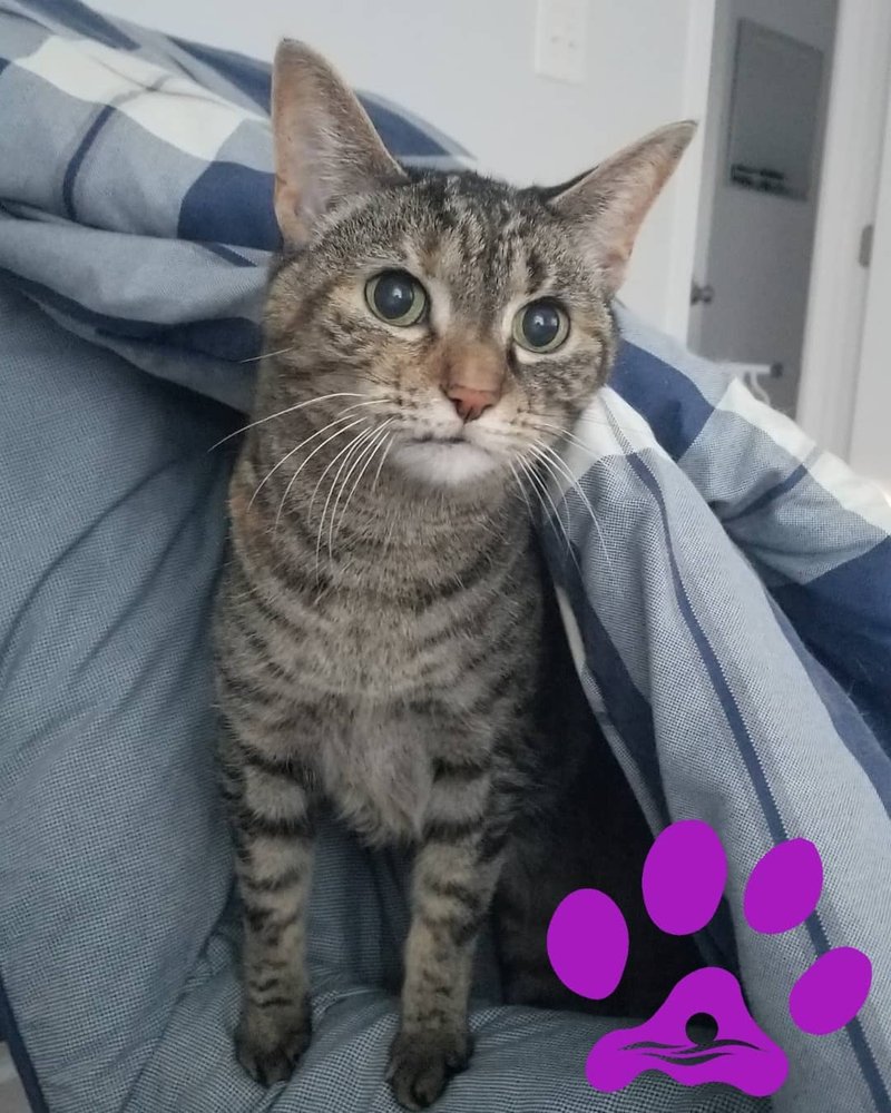 CAPE PET SITTING 15 Photos Middle Township, New Jersey Pet