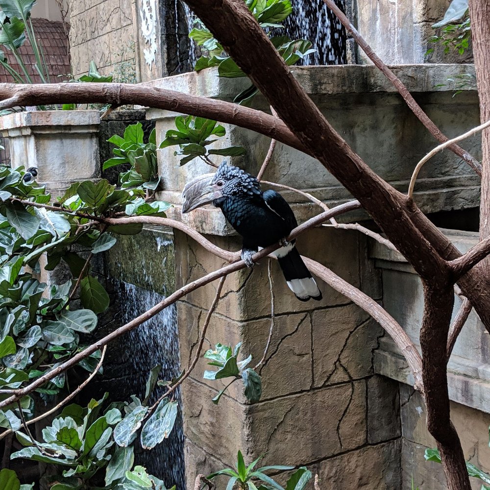 Bird Kingdom - THE hornbill - Zoos Near Me - Niagara Falls, Ontario Bird Kingdom - THE hornbill - Zoos Near Me - Niagara Falls, Ontario