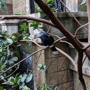 Bird Kingdom - THE hornbill - Zoos Near Me - Niagara Falls, Ontario