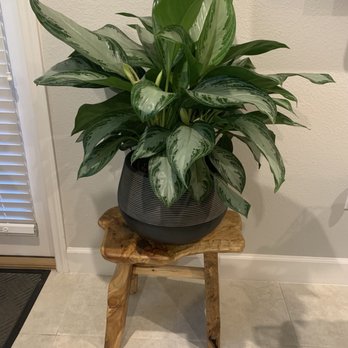 Foliahōm - Aglaonema silver bay - Home Decor Near Me - Jacksonville, Florida Foliahōm - Aglaonema silver bay - Home Decor Near Me - Jacksonville, Florida