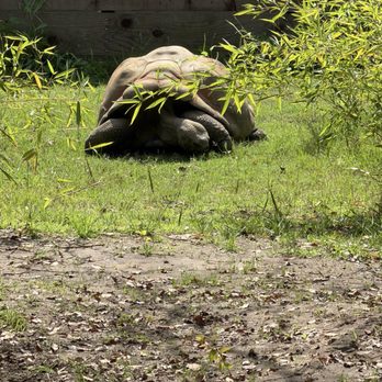 Fresno Chaffee Zoo - Tortoise - Zoos Near Me - Fresno, California Fresno Chaffee Zoo - Tortoise - Zoos Near Me - Fresno, California