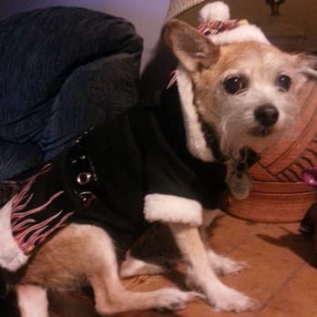 PetSmart - Bret Michael's designer collection for dogs. - Pet Stores Near Me - Alhambra, California PetSmart - Bret Michael's designer collection for dogs. - Pet Stores Near Me - Alhambra, California