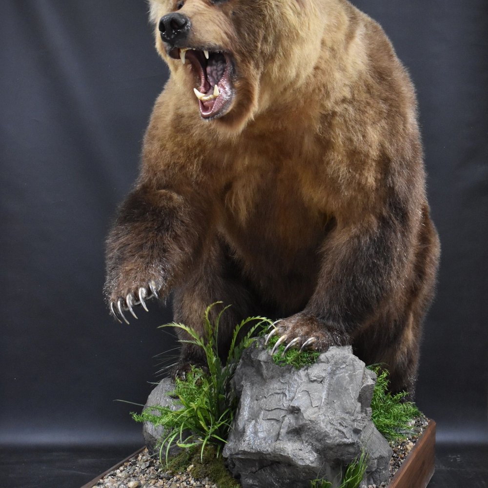 Top 10 Best Taxidermy near Boydton, VA 23917 December 2022 Yelp