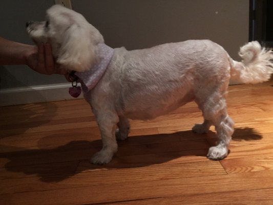 kimberly's pampered pets