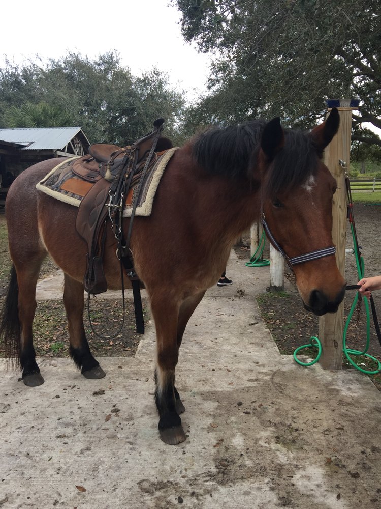 BRANDED HEART STABLES Updated October 2024 727 Morningside Dr, Englewood, Florida