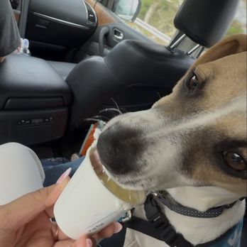 Oahu SPCA - Enjoying her pup cup - Animal Shelters Near Me - Wahiawa, Hawaii Oahu SPCA - Enjoying her pup cup - Animal Shelters Near Me - Wahiawa, Hawaii