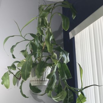Maximum Grow Gardening - That is a *beautiful* nepenthes! - Hydroponics Near Me - Indianapolis, Indiana