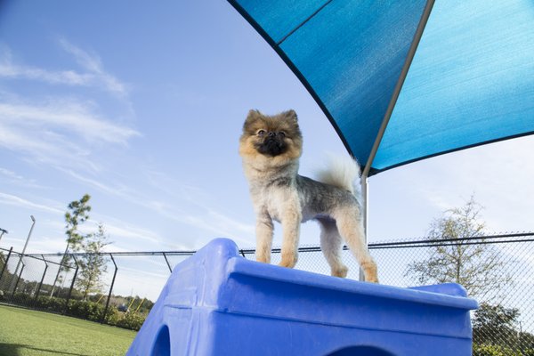 Pet Paradise Ft. Myers