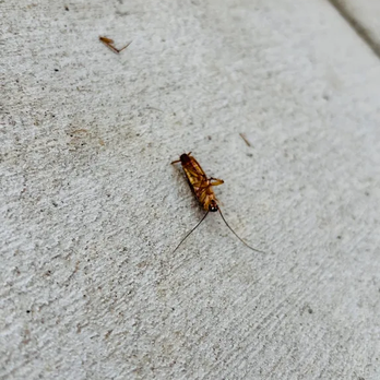 KTA Integrated Pest Management - Pest Control Near Me - Madera, California KTA Integrated Pest Management - Pest Control Near Me - Madera, California