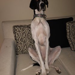 Georgetown Veterinary Clinic - Thinks she a person
