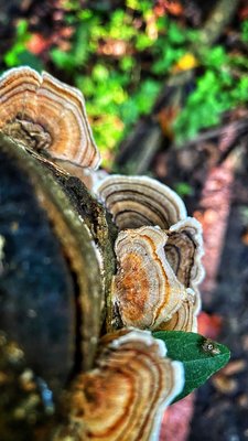 Cascade Springs Nature Preserve by null