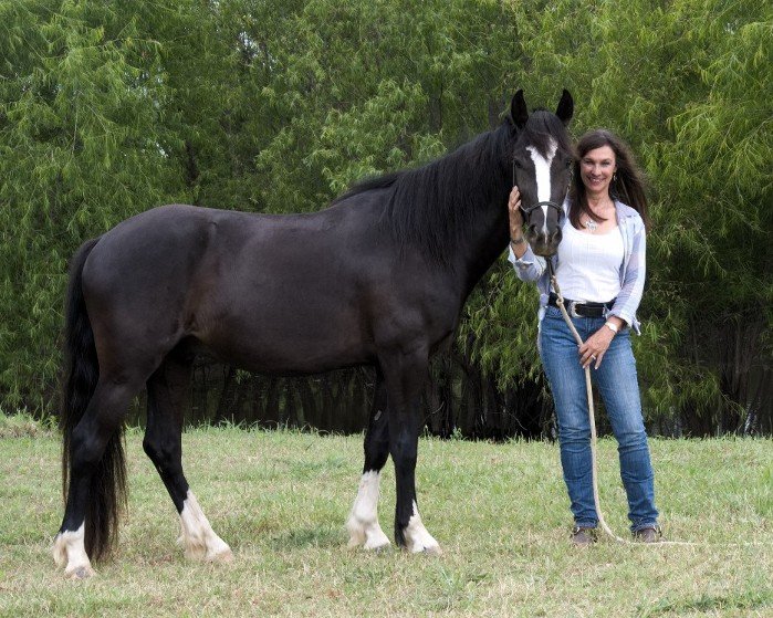 Debbie Lewis Horsemanship Logo
