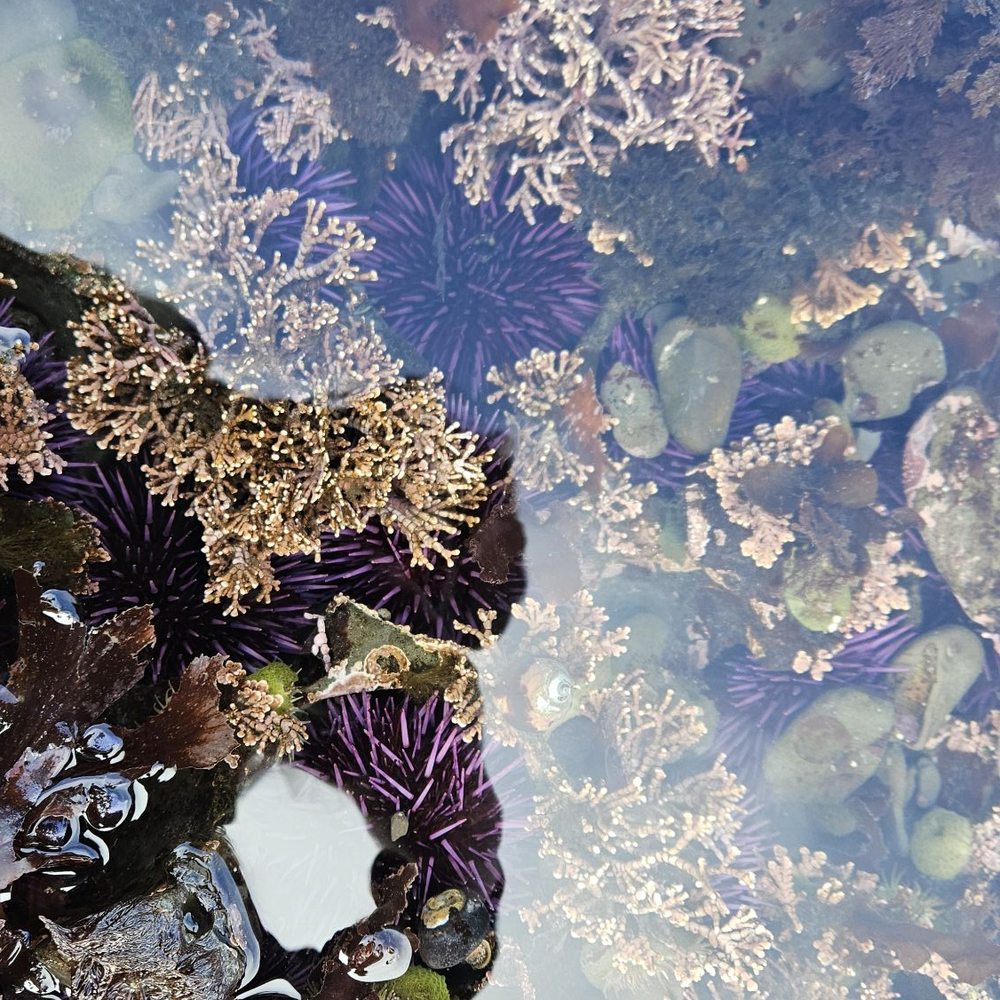 Fitzgerald Marine Reserve - Parks Near Me - Moss Beach, California