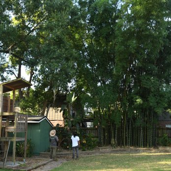 Team Negrich Tree Services - Before - Tree Services Near Me Team Negrich Tree Services - Before - Tree Services Near Me