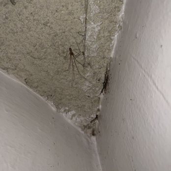 CMC Realty & Property Management - Spiders - Property Management Near Me - Long Beach, California