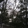 TLC Tree And Lawncare gift card