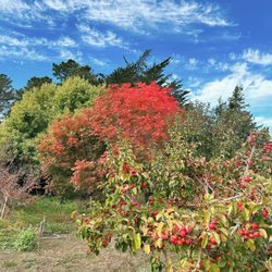 Applegarden Farm Cider Mill - Beautiful fall colors and so many apples