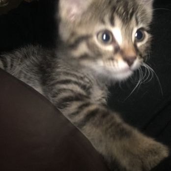 PetSmart - Pet Stores Near Me - Conway, Arkansas