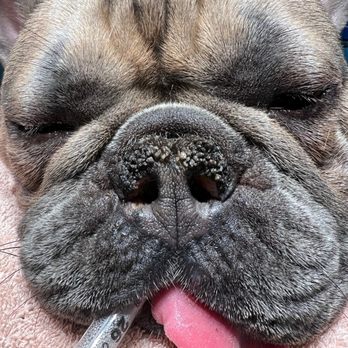Sunshine Animal Hospital - Veterinarians Near Me - Clearwater, Florida Sunshine Animal Hospital - Veterinarians Near Me - Clearwater, Florida