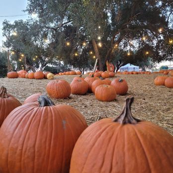 The Wickerd Farm - Pumpkins plumpkins - Christmas Trees Near Me - Menifee, California The Wickerd Farm - Pumpkins plumpkins - Christmas Trees Near Me - Menifee, California