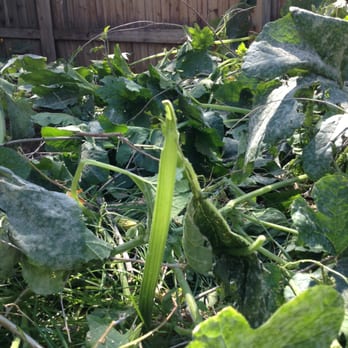 DLC Landscape & Arbor - Crop destroyed from using their rakes on it. - Tree Services Near Me - Denver, Colorado