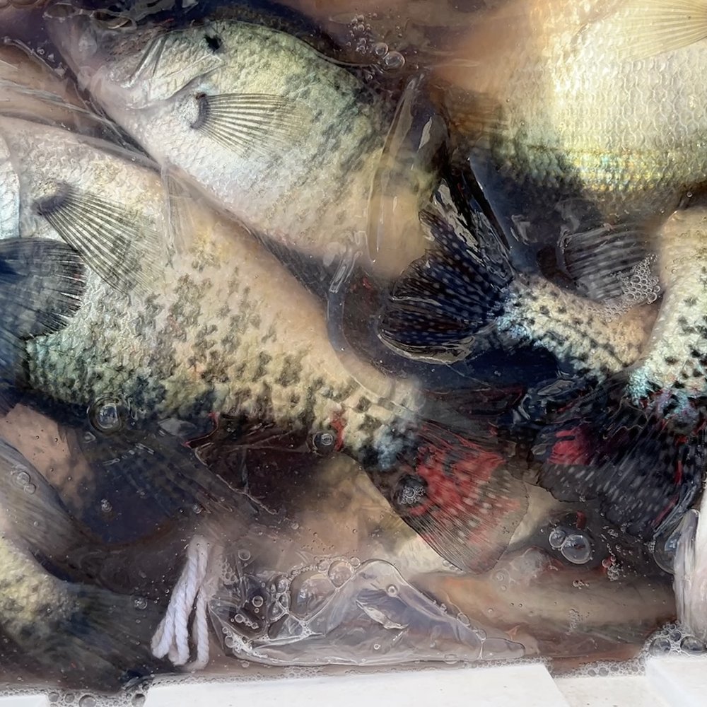 KP Fishing Guide Service - Crappie and a catfish at the bottom! - Fishing Near Me KP Fishing Guide Service - Crappie and a catfish at the bottom! - Fishing Near Me