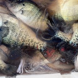 KP Fishing Guide Service - Crappie and a catfish at the bottom!