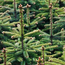Pines and Needles - Crystal Palace