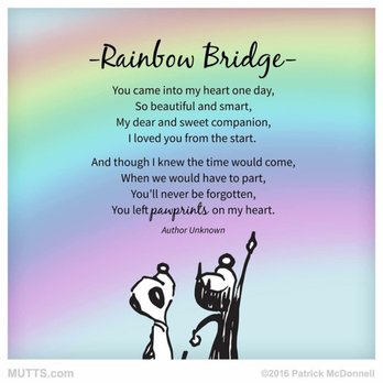 Z Dog Daycare - Rainbow Bridge Dog and Cat Poem - Dog Walkers Near Me - Philadelphia, Pennsylvania Z Dog Daycare - Rainbow Bridge Dog and Cat Poem - Dog Walkers Near Me - Philadelphia, Pennsylvania