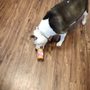 Mt. Hood Pet Medical