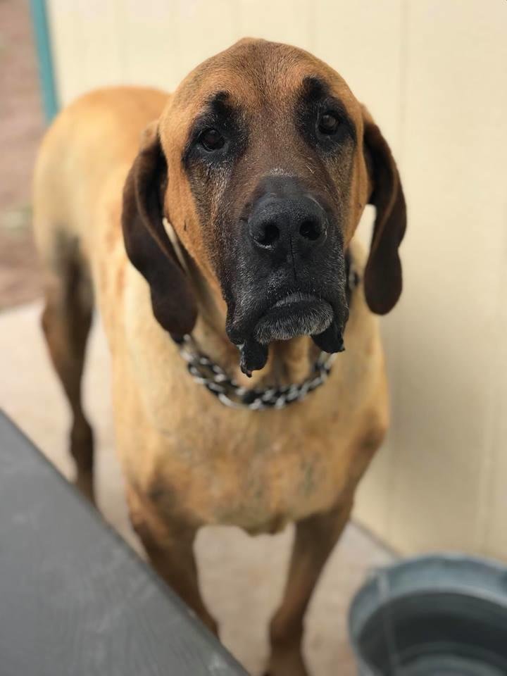 HUACHUCA CITY ANIMAL SHELTER Updated September 2024 23 Photos 300