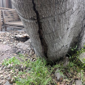 Garcia Professional Tree Service - Crack - Tree Services Near Me