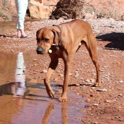 Ridgeback Guide Service - Tiberius, our Mascot