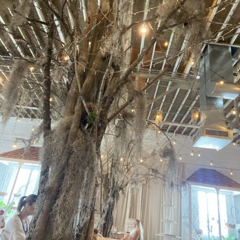 Coastal Fog - moss tree - Interior Design Near Me - Greenville, North Carolina Coastal Fog - moss tree - Interior Design Near Me - Greenville, North Carolina