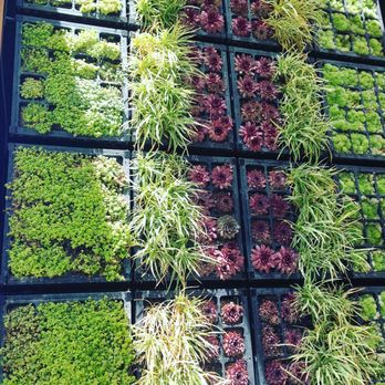 Coveside Grill - Succulent wall decor - American Near Me - Temecula, California