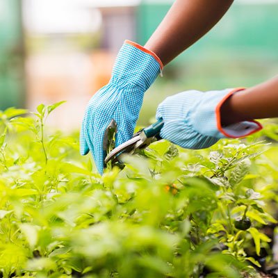 Bill's Lawn Care - tree service in Fort Wayne, IN