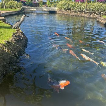 Coral Reef - Walkway to the restaurant - Breakfast & Brunch Near Me - Lahaina, Hawaii Coral Reef - Walkway to the restaurant - Breakfast & Brunch Near Me - Lahaina, Hawaii