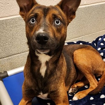 Iredell County Animal Control - Frankie - adopted in Oct '24 - Public Services & Government Near Me - Statesville, North Carolina Iredell County Animal Control - Frankie - adopted in Oct '24 - Public Services & Government Near Me - Statesville, North Carolina